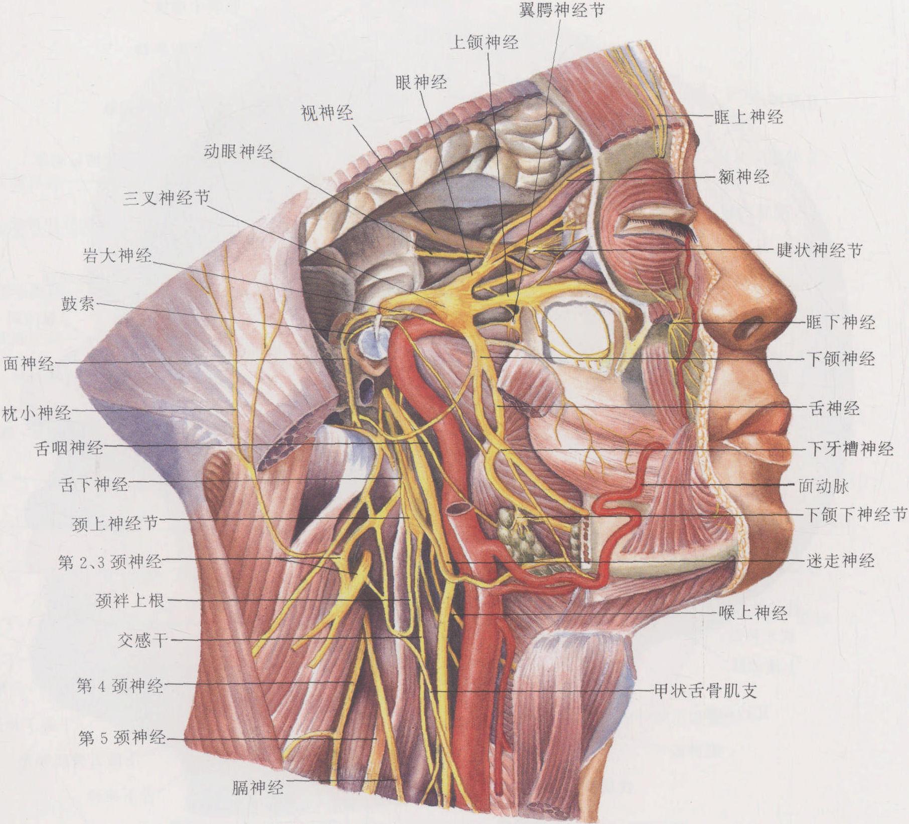 图1-4 头面部肌肉、血管和神经(三)